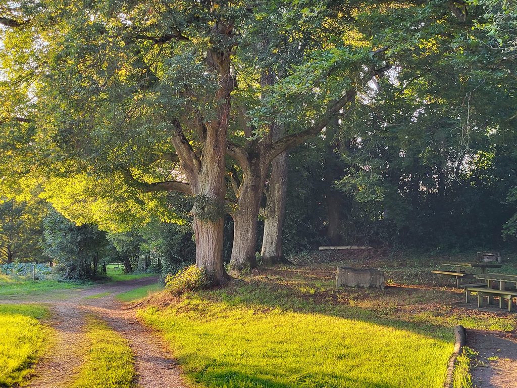 Grands arbres au bord d’un chemin à Guevenatten